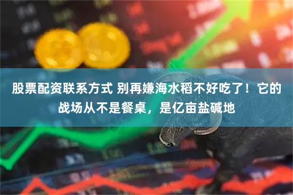 股票配资联系方式 别再嫌海水稻不好吃了！它的战场从不是餐桌，是亿亩盐碱地